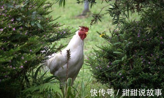 鸡皮|转告家人鸡身上4“器官”,也许营养少且毒素多,劝你少碰为妙