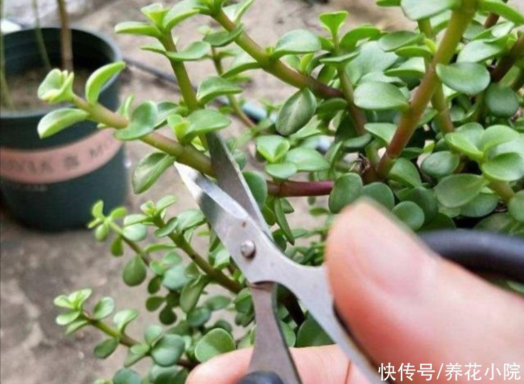 养金枝玉叶,枝条舍不得修剪,株型散乱,长得慢