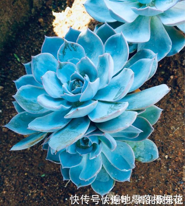 意境|10款意境深远的蓝色系多肉!养成老桩美呆了!越养越爱!
