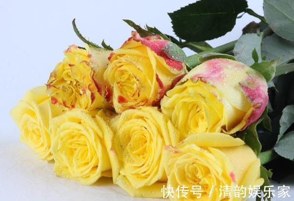 菊花|喜欢菊花，不如养盆“精品玫瑰”金香玉，花开金碧辉煌，高贵优美