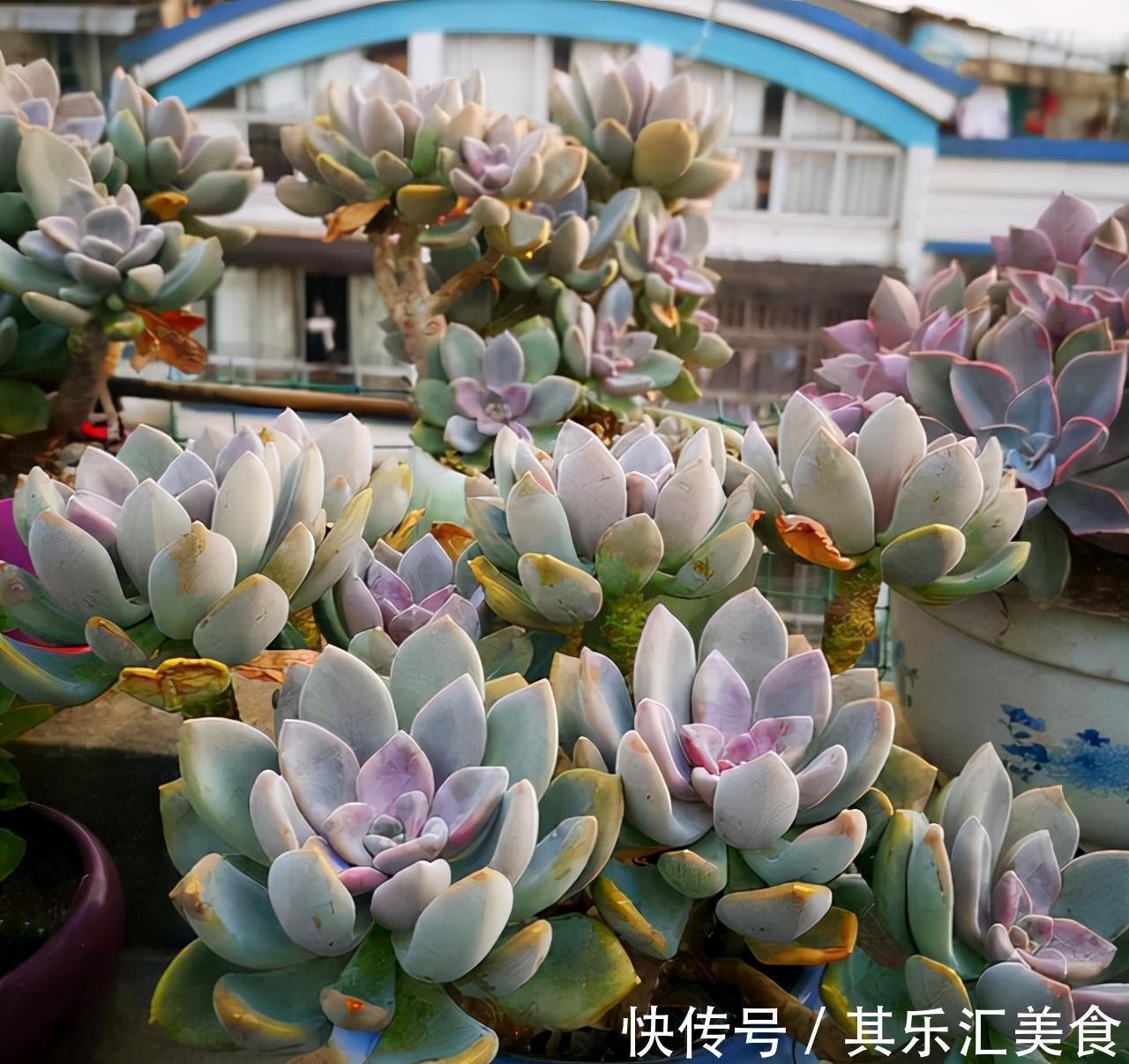 耐寒|这“三多肉”不怕冻,越冷越美出状态,零下30℃也能缀满一大盆