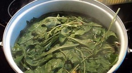 金银花泡水|蒲公英同它一起泡水喝,养生效果翻倍,后悔现在才知道!