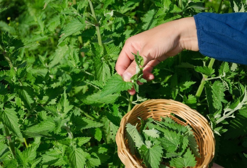 咽喉炎|一种野草全身可入药，泡一泡，口臭、牙炎、咽喉炎统统不见！