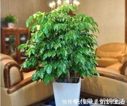 家里养棵上2棵树，旺财还镇宅，可别再说“家里”不能养树了！