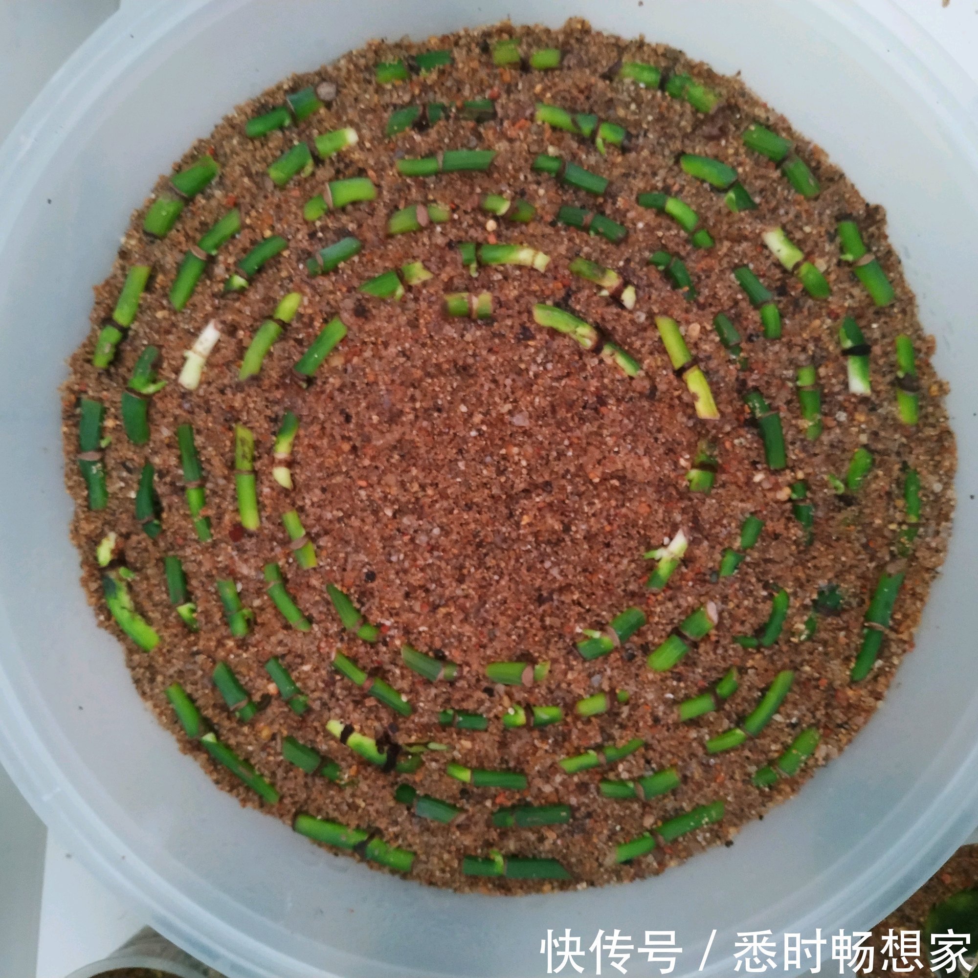 绿萝太密了该如何分盆脱盆分株和砍头扦插，长势旺叶片绿油油