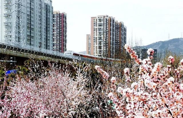 最是一年春好处绝色桃花满京西