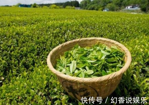 绿茶|十个人九个有脚气,每天用此叶子泡脚,细菌没有了,脚臭远离你