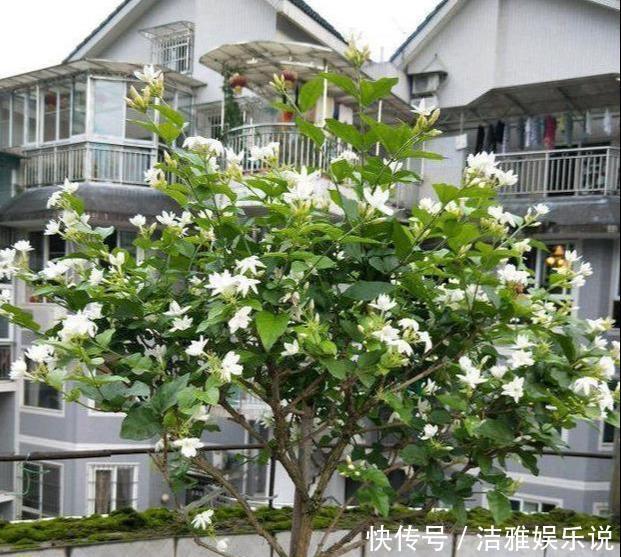 茉莉老枝|茉莉老枝“一剪没”，株型越来越美艳，除旧迎新变大“老桩”