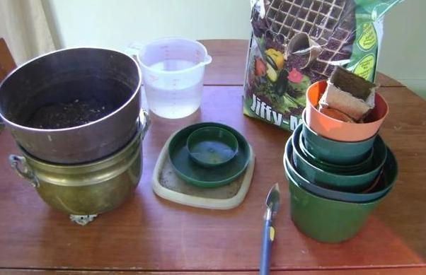 盆栽植物该如何预防积水烂根用上''防堵塞'',花根越长越旺盛