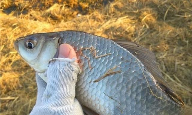 别嫌冬钓诱鱼慢,只需换用这八字诀,窝料入水就来鱼,不信你试试