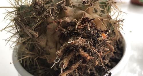 5月养花要养根，3个小窍门护根强根，让人打理盆栽更省心