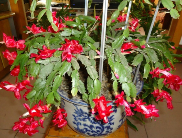 蟹爪兰不会嫁接怎么办只需简单3步做嫁接,容易存活花更多