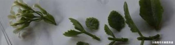 扦插|这3种花,再“便宜”都不要买了,只要一根“枝”,1盆变10盆