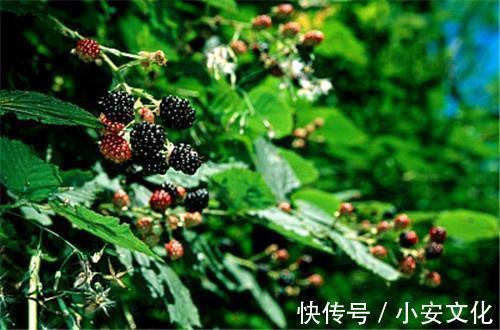 宝贝|乡下以前拿来喂猪,殊不知却是一种宝贝,除了减肥还能润肺清燥