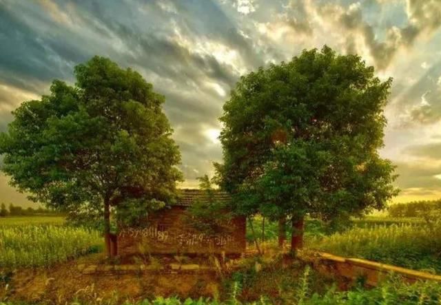 地球上5棵超大树木：美国一棵红杉重2800吨，我国这棵独占8.6亩地