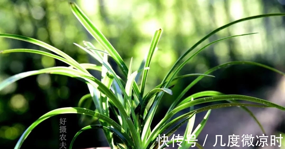 用什么可以去掉腐叶土里的虫?兰友:1块钱就解决