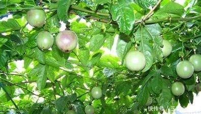 西番莲|西番莲消炎止痛、降脂降压,掌握三点,种出优质高产的西番莲来