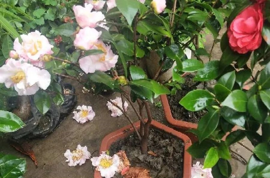 花养成光杆司令,别扔了、还有救,3天起死回生!