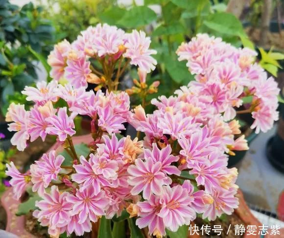 种花|不要再养绿萝吊兰了,快来试试时下最流行的3种花,漂亮又好看