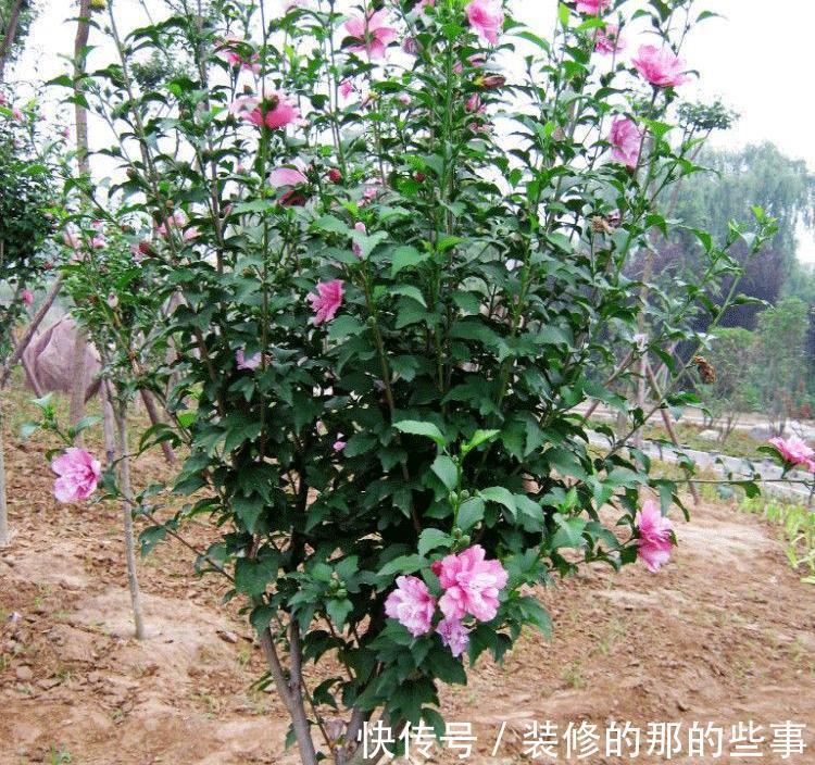 花树|修木槿小技巧:哪些枝叶早剪掉早受益?