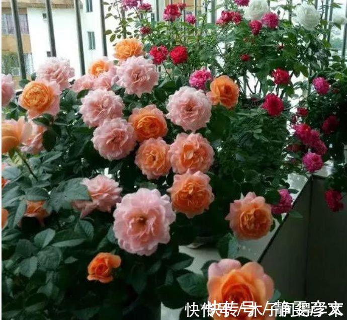 花海|家养几款植物,阳台开出花海,花色繁多易爆盆,娇艳欲滴