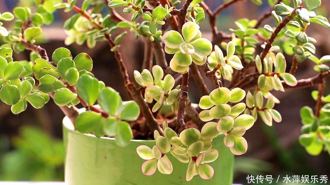 修剪|金枝玉叶总是养不活,那是你方法不对,这6种方法一定要学会