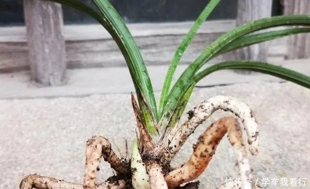 治疗兰花茎腐病，不要再浇药水，根本没有效果！