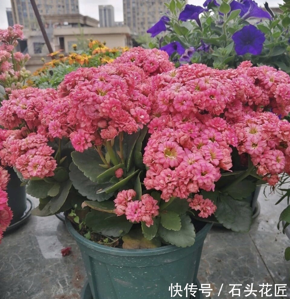 高颜值|花友评选出6种“良心”好花，价格不高、花朵都是“高颜值”