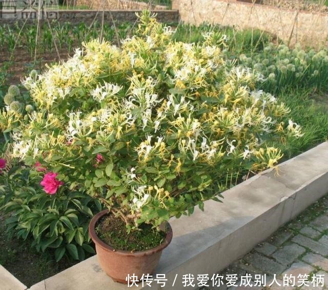 阳台养什么花好,2种植物,山上找一棵,种盆里,长成盆景老桩!