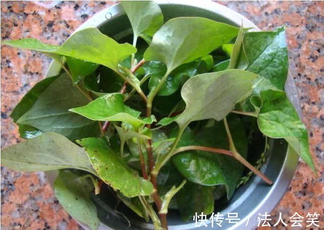 阴道炎|妇科中医:女人不想阴道炎臭死人,常吃四物,轻松杀菌消炎