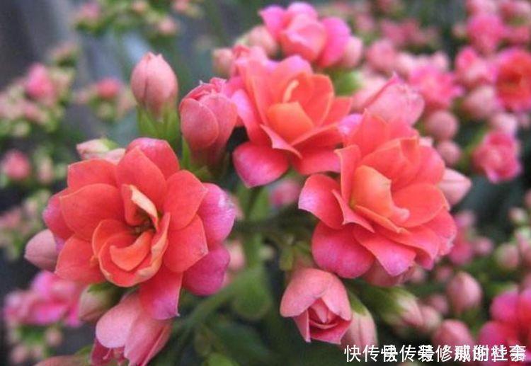 档次|养花就养这几款,名字好听,开更美,开花漂亮上档次!