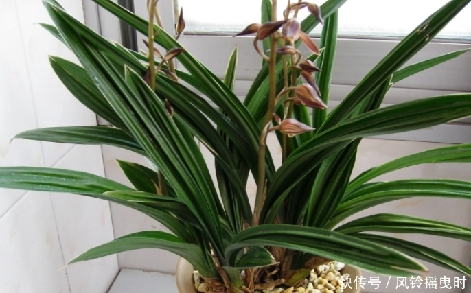 年宵花要选对,4个品种漂亮且好养,将它养好,室内才能多点春意