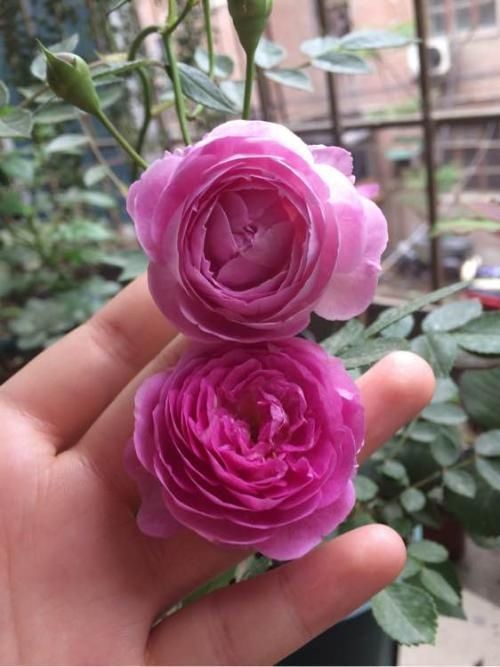 盆栽|此花是公认的“开花机器”,一年四季花开不停,是阳台盆栽佳品