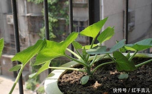 阳台|1棵南瓜,盆栽到阳台,南瓜菜一家人都吃不完