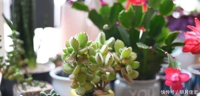 养多肉，天热是“一道坎”这3种好养护，度夏0压力