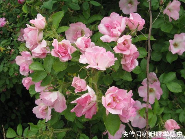粉色|5款唯美粉色月季。美人如玉粉妆琢，粉色娇羞白如雪。抗病好养