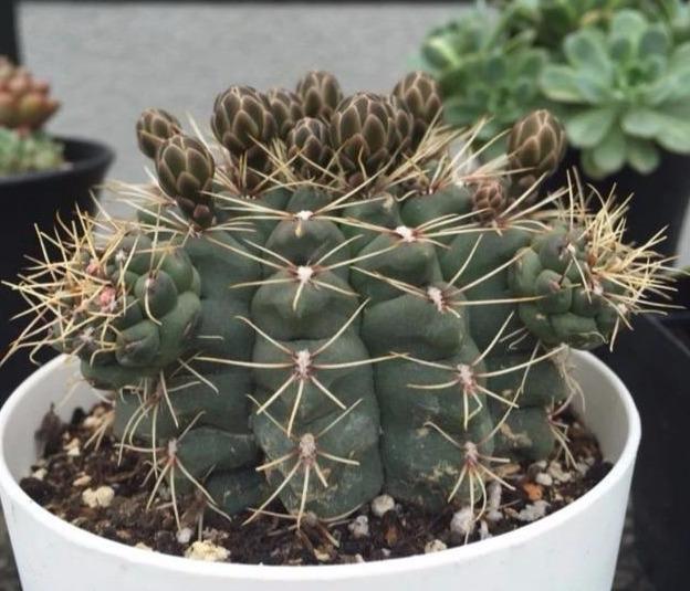 管理仙人球,三个季节的肥水供应很重要,肥水跟上了,开花不断