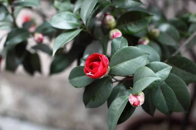 僵蕾|为何山茶花有花蕾但不开花？台长来说说山茶花的养护秘笈！