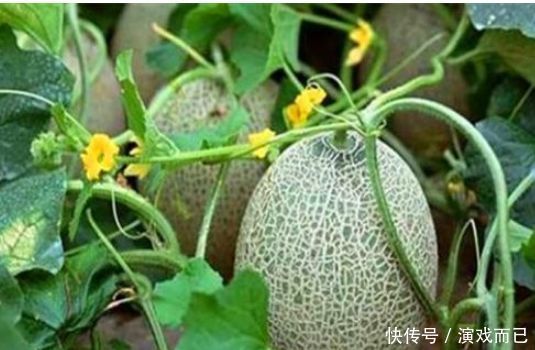 女性爱美,推荐吃3种食物,排出毒素,养护血管