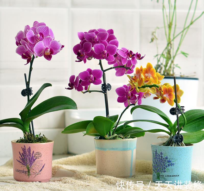 丽格海棠|4种花漂亮“娇滴滴”,新手养它都“没戏”,养一回伤一回