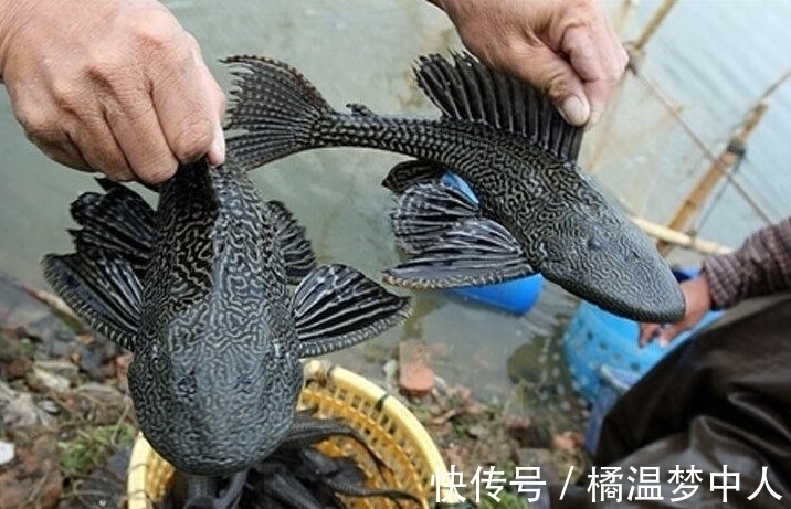 生鮮超市魚缸定做多少錢(生鮮店魚缸) 委內(nèi)瑞拉奧里諾三間魚苗