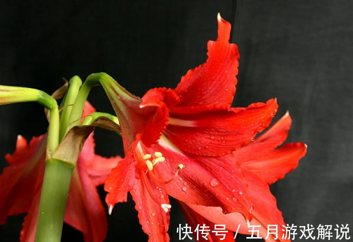 6种“球根”花适合冬季养,有的“开花鲜艳”,有的“香气怡人”