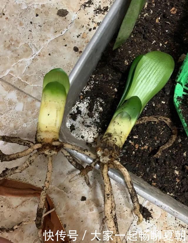 3种花不用扦插，掰下来就能活，1盆变10盆，懒人也能养