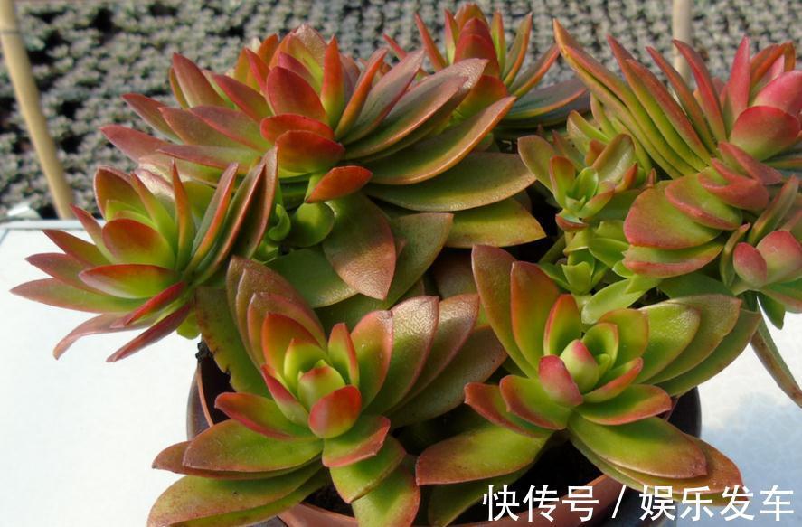 叶片|多肉火祭叶子不是火红色,有点徒长?把控住4点,问题迎刃而解