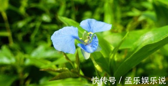 利尿消肿|农村种野菜好吃又营养,还有利尿消肿功效,是一种难得的野味