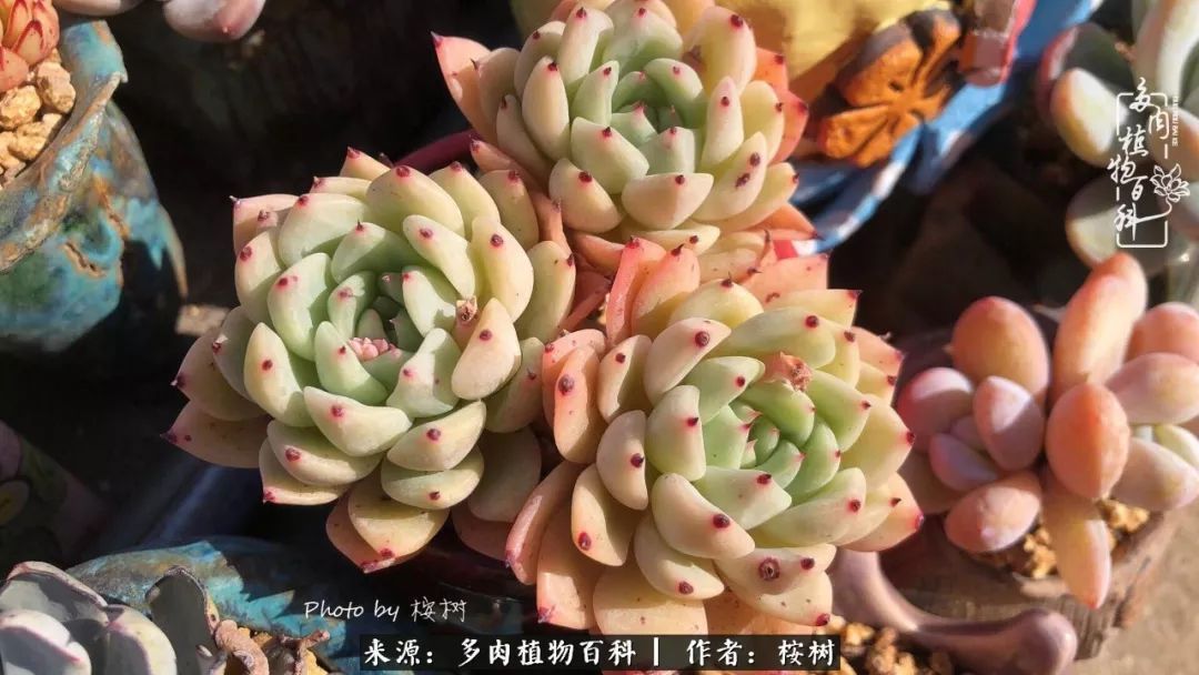 多肉度夏经验谈四季皆露养,兢兢业业养肉三年半!