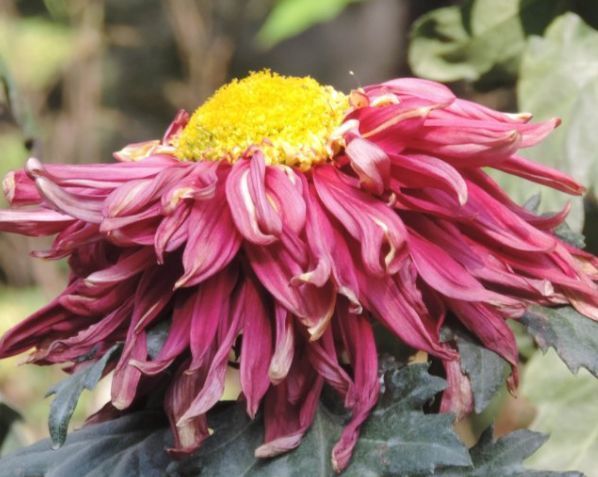 喜欢菊花,不如养盆盘龙托桂,花开金蕊红衣,高雅秀气,太美艳了