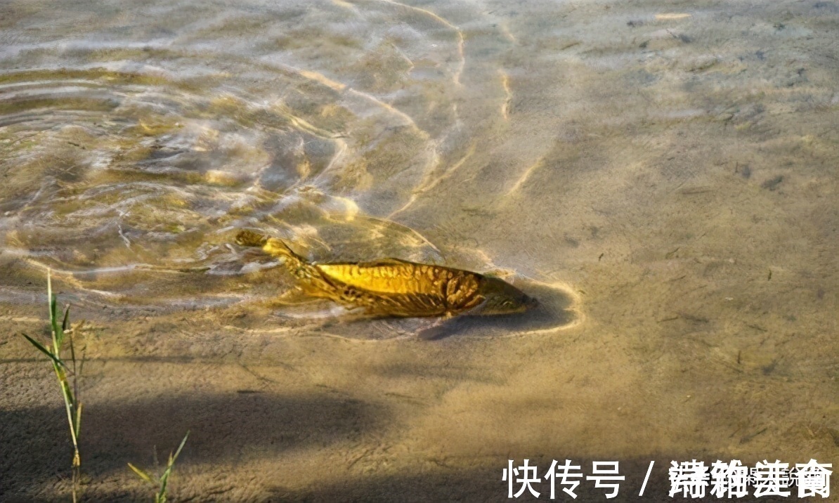 深秋鱼口轻难钓?不妨让饵料“舞动”起来,或许可以改变这种窘境