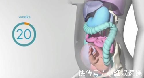 妈妈|怀胎十月,胎儿把妈妈的内脏挤哪去了?十张过程图带你了解