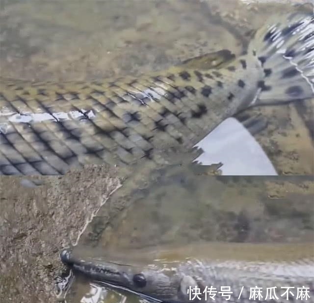 奇闻:男子钓到条奇怪的鱼,很像鳄鱼,网友:别往家带